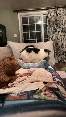 #creatorsearchinsights #cats #dogs #eddiesranch #rescuelife 