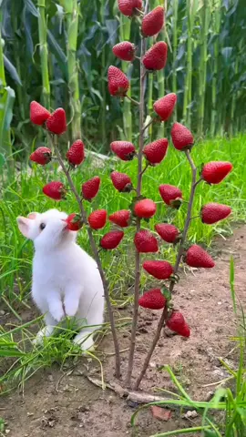 #الا_بذكر_الله_تطمئن_القلوب  #صبحكم_الله_بالخير_والعافيه🌸🌿  #اللهم_صل_على_محمد_وآل_محمد  #جمعة_مباركة_عالجميع  #الكربلائيه👑 #هاشتاق #👈❤️  #تصميم_فيديوهات🎶🎤🎬،  #دعمكم #متابعة #الكربلائيه  #فضلا_وليس_امرا #👉❤️👈  #كربلاء #كربلاء_العشق  #العتبة_الحسينية_المقدسة   #العتبة_العباسية_المقدسة  #باسميات #باسم_الكربلائي_عشق  #اكسبلورexplore  #Hashtags #تيك_توك   #Hashtags_TikTok_Arabs 