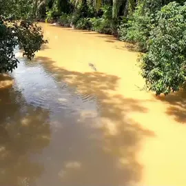 penunggu jembatan sungai Tri Maratani  #buaya #buayabesar #buayapredator #mancingudanggalah #buayamartani #ytahmadarpul #ikanbujuk 