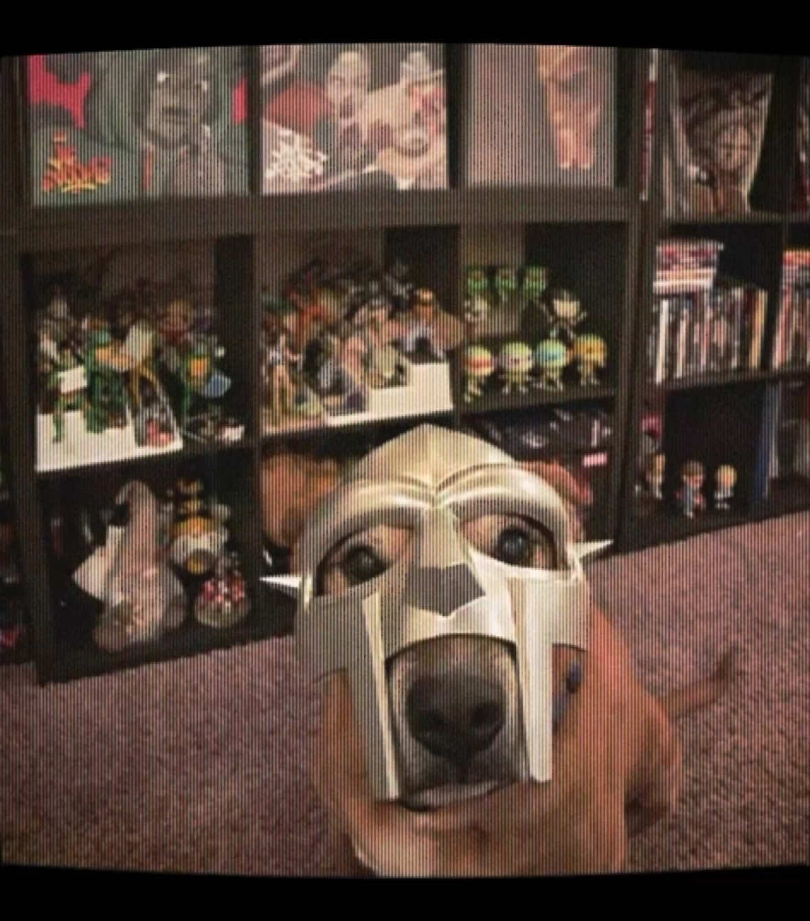 #mfdoom #dogs #caninearmor 