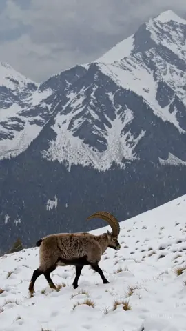 Majestic Alpine Ibex thriving in the snow ❄️🦌 #AlpineIbex #WildlifePhotography #NatureLovers #SnowyAdventures #WildlifeVideo #NatureGram #MountainLife #WinterWildlife #AnimalsInTheWild #ExploreTheWild #NatureCaptured #WildlifeConservation #PhotographersLife #WildlifeLovers #AdventureAwaits #SnowScenery  #aicontent #artificialintelligence  #fyp