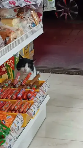 The kitten stole  sausages at ten o’clock every night for 15 consecutive days,taking only one each time for 3 dollars #cat #straycat #safehavenforcats #wintershelterforcats #straycatrescue #outdoorcathouse #softkittys #aicat #sausage 