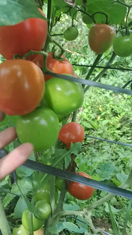 petik tomattt segarr🍅🍅🍅#tomat #petaniindonesia🇮🇩🇮🇩🇮🇩🌿🌿 #fyppppppppppppppppppppppp #fyp #kebuntomat 