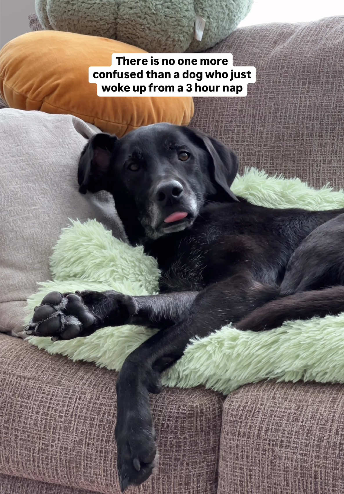 He’s like where am I?? 🤣🤣 #labradorretriever #labrador #labsoftiktok #funnydogs 