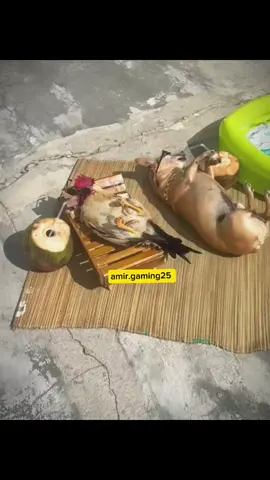 #rooster #cute  #dog #dogs  #doglovers  #animallover  #fun #funny  #comedia  #viralfyp #fyp  #foruyou  #viralvideos  #funnyvideos 