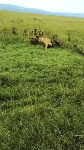 Hyenas attack a lion, and many lions come and help #lion #animals 
