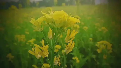 #tiktok #ভিডিও #প্রাকৃতিক_সৌন্দর্য❤️🌞❤️🥀🌹🤘 #প্রাকৃতিক 