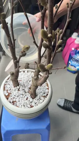 Trồng mộc lan đón Tết với mình nhaaaa
