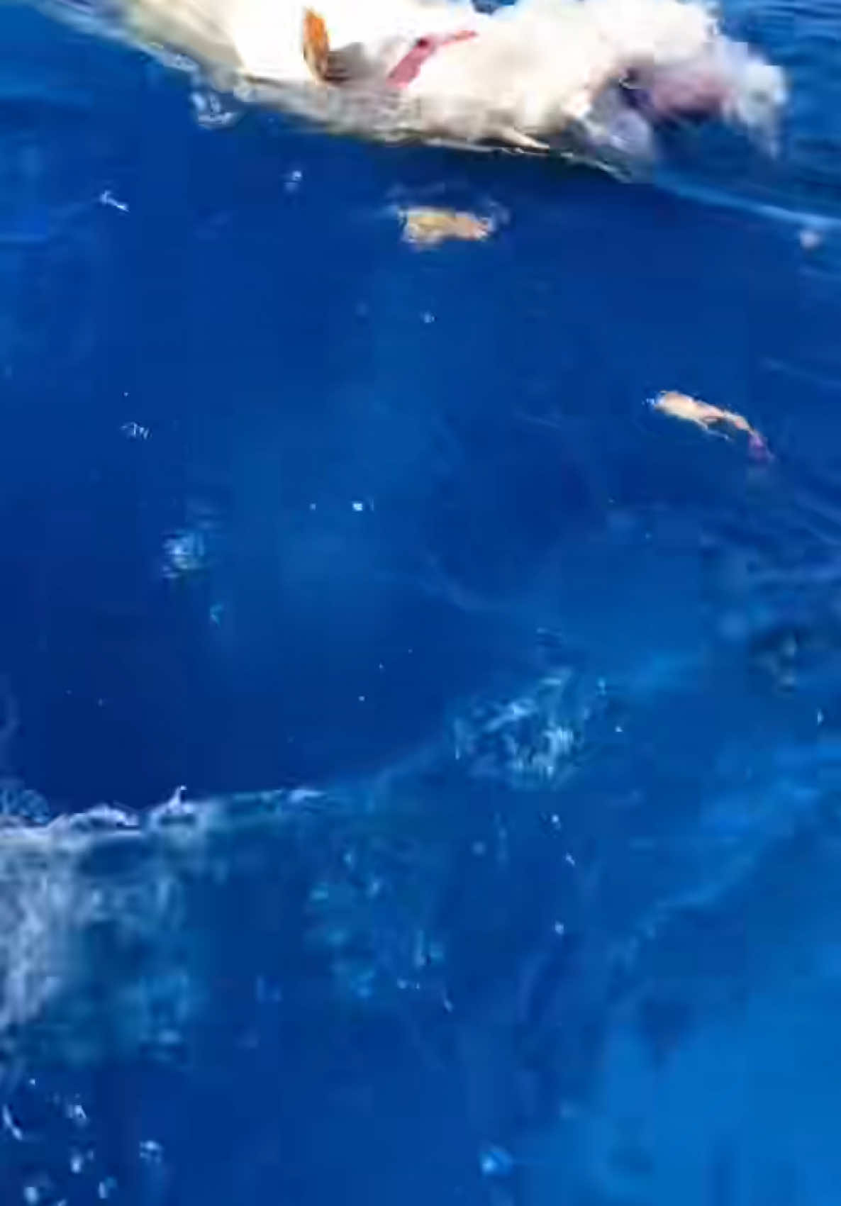 #onthisday #fy #fypシ゚viral #viral #fish #fishinglife #fishing #topwaterfishing #explore #explorepage #اكسبلور 