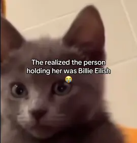 The cat* bruh #billieeilish #cvsh_neila @BILLIE EILISH @Billie Eilish Home 