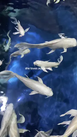 🪼🫧🐚🌊 #aquarium #jellyfish #blue #shark #fish #ocean 