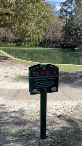 No one is swimming! #bears #snakes #alligators are frequently spotted at the Springs. Usually people still swim.  However, during the reptile and beer convention it is rare to see anyone swimming. 🐊🐍🐻