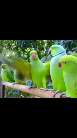 Parrot Group Natural Sounds #creatorsearchinsights #parrot #goviral #grow #growmyaccount #fyp #flypシ #pageforyou ##unfreezemyacount 