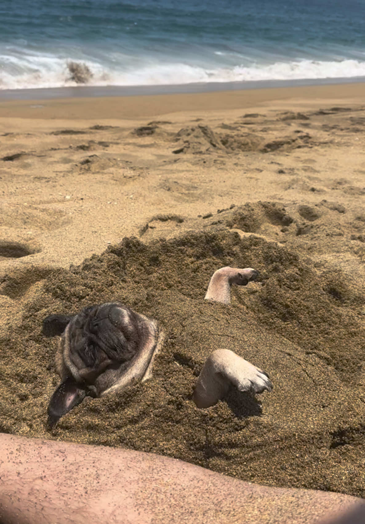 y jamás la entenderían  #fyp #pug #relajacion 