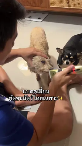 ดี ใช้งานง่าย ประหยัดเงิน ไม่ต้องไปร้าน ✂️ #หมา #หมาน่ารัก #สัตว์โลกน่ารัก #สัตว์เลี้ยงtiktok #สัตว์เลี้ยงน่ารัก #dog #tiktokviral #ของดีบอกต่อ #ของใช้ในบ้าน 