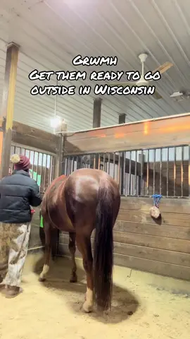 They are spoiled #CapCut #horsegirl #horsesoftiktok #ranchlife #barn #fypシ #foryoupage #wisconsin 