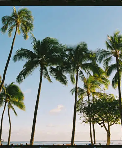 1 photo 3 cameras featuring some 🌴 #filmcamera #phonevsfilm #filmforbeginners 