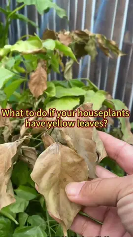 #garden #gardening #planting #plants #plantsoftiktok #plantcare #plantcaretips #planttiktok #planttips #gardening101 #gardeningtips #gardeninghacks #houseplants 