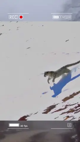 The Snow Leopard’s Risky Hunt #animals #wildanimals #fyp 