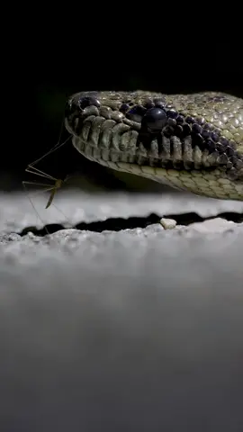 A tree boa swatting away an annoying insect with its tongue! #wildlife #reptile #snake #wildlifephotography 