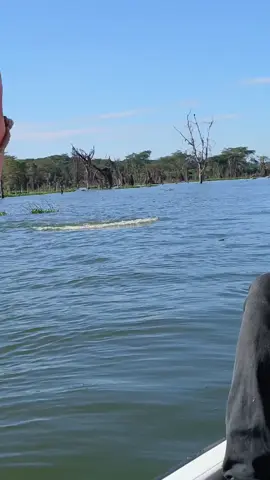 #angryhippo#lakenaivasha#boating#safari#tembeakenya🇰🇪 