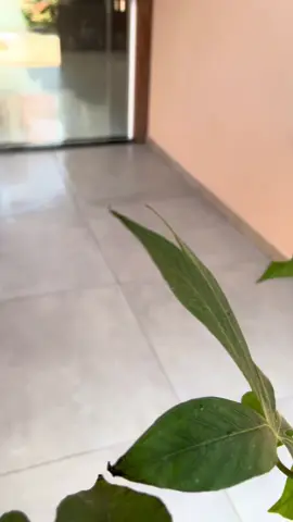 Limpeza satisfatória da varanda 🫧🌸💖🏠  #limpeza #limpezasatisfatoria #donadecasa #asmrvideo #asmrtiktoks #limpezadacasa #vaiprofy #vaiprafy #fypp 