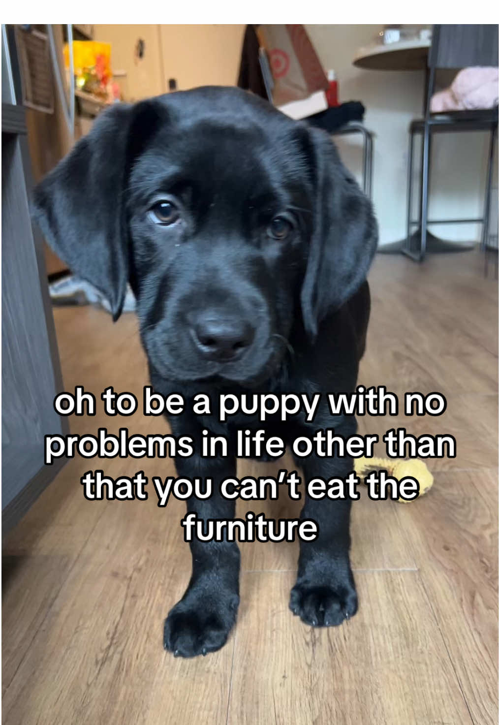 he’s just a baby #puppy #blacklab #labrador #fyp 