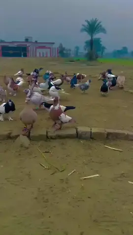 #sohailkhan 🕊️🕊️🕊️♥️♥️♥️🕊️🕊️🕊️