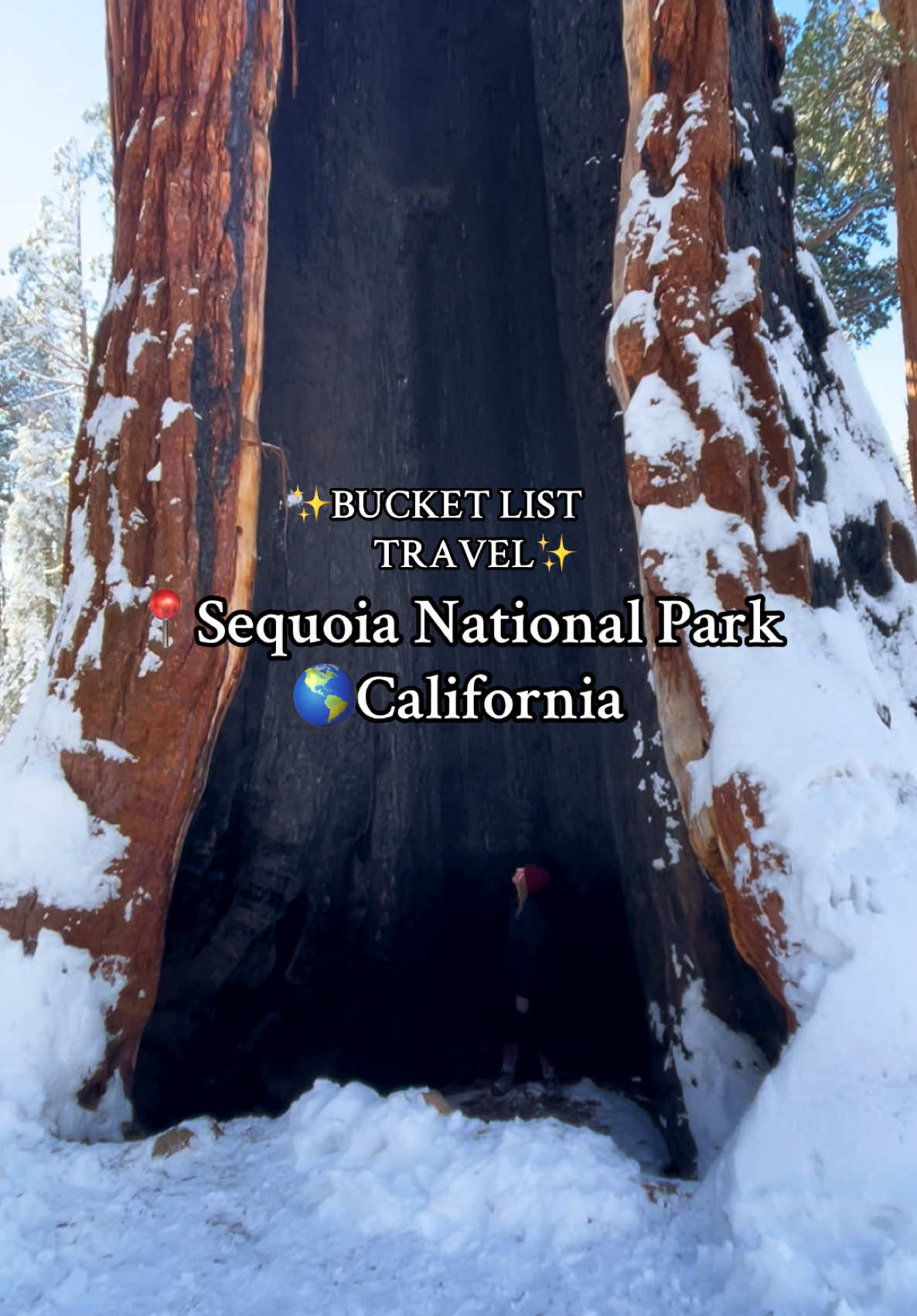 I will never forget these gentle giants🌲 #fyp #foryou #traveltok #travel #solotravel #bucketlist #trees #bucketlisttravel #destinations #nationalparks #sequoianationalpark #sequoia #forestry #california #adventure #gentlegiants #bigtrees #conservation #digitalnomad #travelcreator 