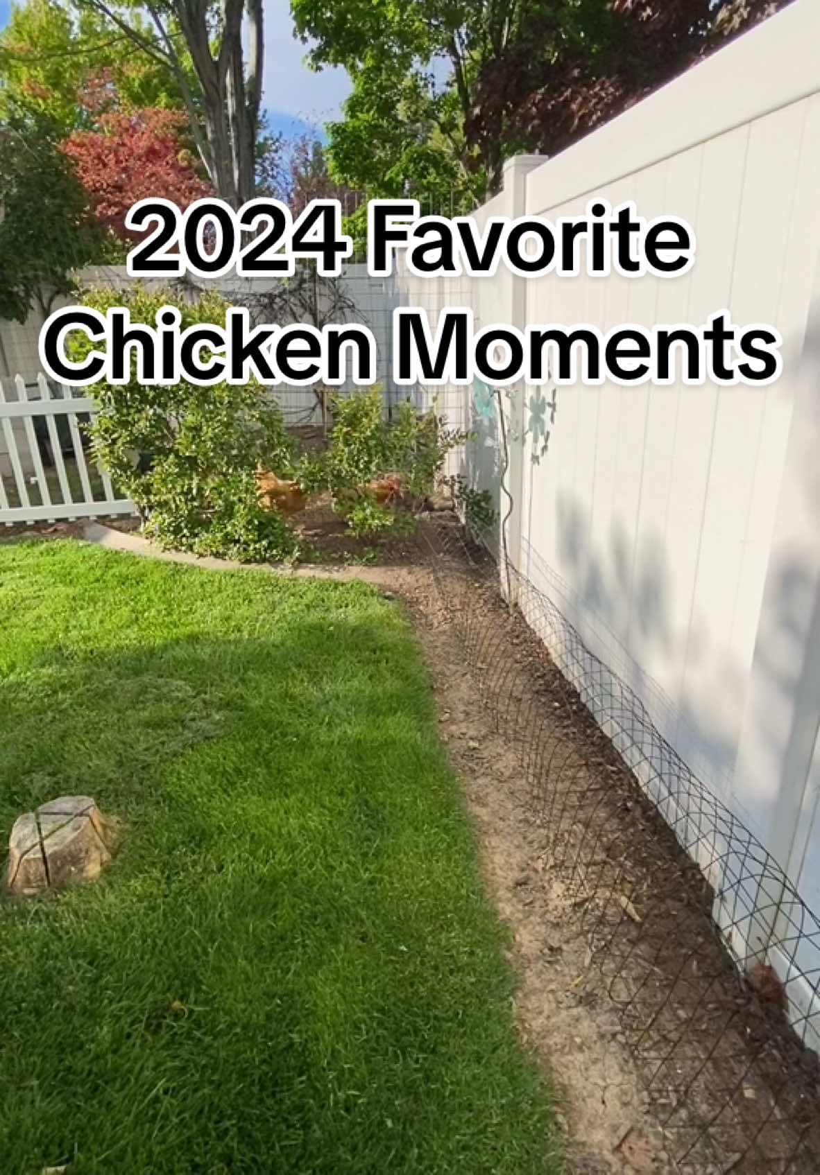 2024 faves 🤩 #gardeningchickens #chickentunnel #chickensoftiktok #chickentok #yearontiktok 