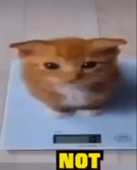 he weights zero gram🥲 #cats #meme #funny #catvideos #memetok #viral #foryou