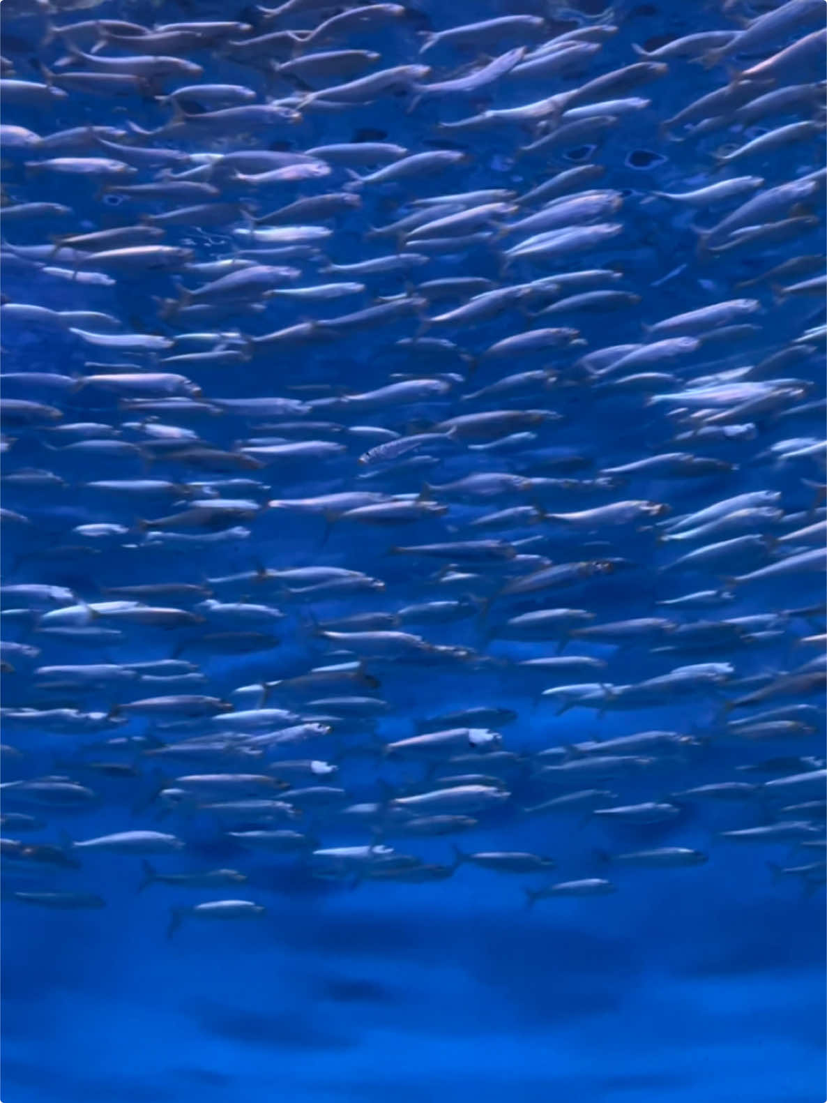 I saw this fish at the aquarium and thought of this poem #poetry #aquarium 