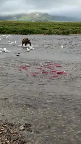 #الاسماك #اجمل #فيديوهات #الطيور #برية #غابات #جبال #طبيعة #هدوء #العيش #في #البراري #الطيور 