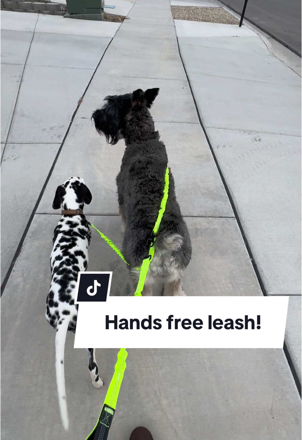 Hot girl walks just got so much better hands free! Two dogs can be a handful but this leash is going to make it so much better! #dogsoftiktok #dogwalk #handsfreeleash 
