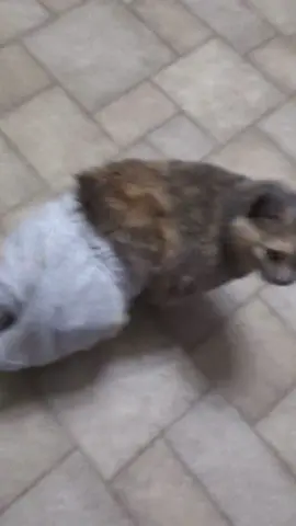 Lunch money: stolen. Pants: pants'd  Status: bullied  #fyp #pants #catpants #kitty #cat #fypシ #catsoftiktok #cattok 