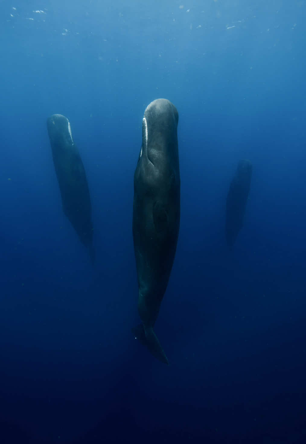 Giants deep in slumber  Sperm whales sleep in very short intervals about 15 minutes at a time but when they move into vertical position to sleep, they induce a deeper and better quality of sleep. This behavior is a very fascinating one we’ve seen!  #whale #ocean #wildlife #onlyone #oceanlife 