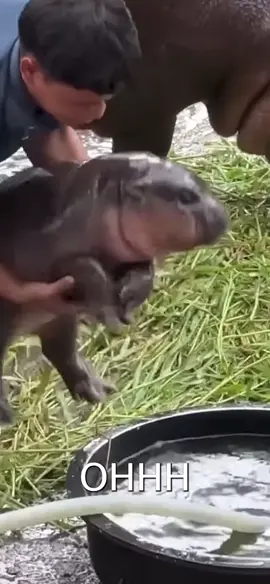 You wouldn’t EVER want to see THIS girl in the pit… #hatebreed #moodeng #babyhippo #babyhippo #hippo #hardcore #mosh #moshpit #comedy @Hatebreedofficicial @ขาหมู แอนด์เดอะแก๊ง @hipposzoo @bestofmoodeng @kinghippo23