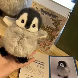 Gấu bông mà như thật 