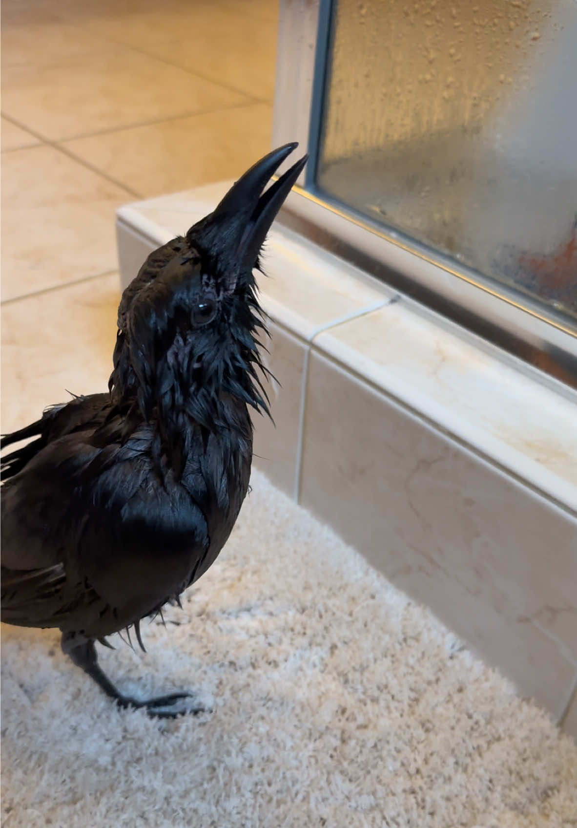 Maverik has discovered….. the SHOWER! 🚿 #maverikthecrow #birdsoftiktok #corvid #fypシ #cutebird #crowtok #bathbuddy #foryouuuuuuu #imprinted 
