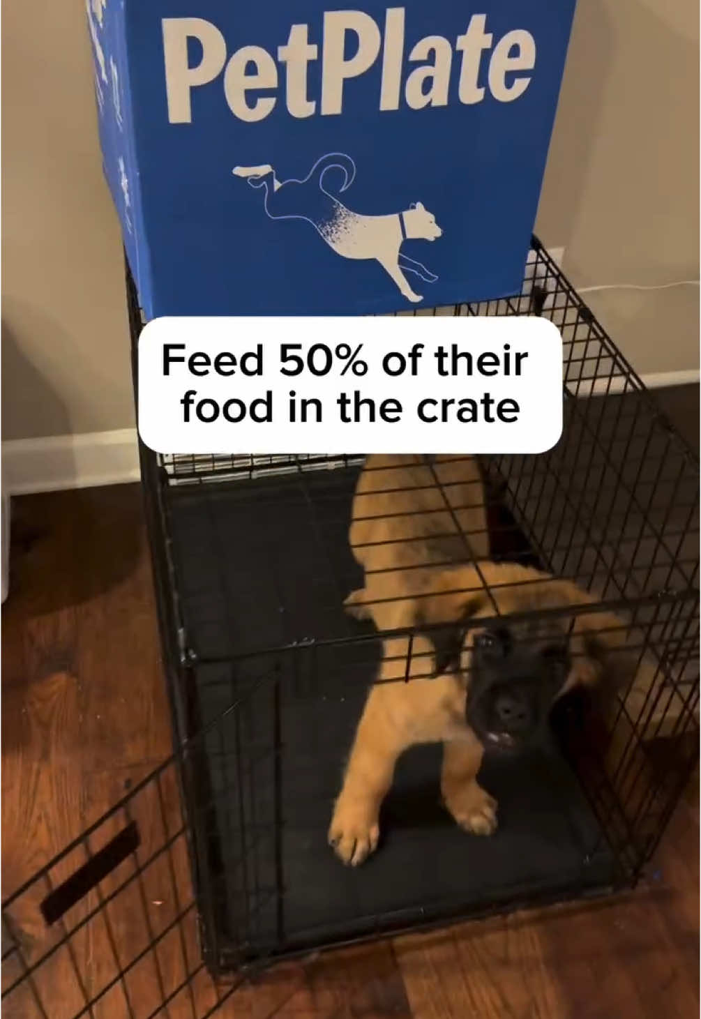 We’ve had Captain Crunch for 11 days now. No potty accidents, almost zero biting, and he already knows 6 commands. How is that possible? Well lets talk about it ⬇️ @PetPlate  Firstly, the crate is a lifesaver for you, if you train it right. Your dog should LOVVEEE going into their crate, and one easy way to do that is to feed their food in the crate. When CC was transferred from West Virginia he came to us on some pretty cheap kibble, but as soon as we started to make the switch to @petplate Fresh Food, well you can see the motivational difference lol.  Second, you need to train your puppies brain every single day! It’s like a sponge, and do you know what happens to sponges? They dry up!! Use the other portion of your dogs food for obedience and trick training, and don’t wait to start training!  Third, use babysitters to your advantage. What do I mean by that? By now you know my secret system for having a well behaved dog.  Potty break 15-40 minutes of Play, Exercise, or Training Potty Break 15 minutes Chew/Eat/Babysitter Crate Nap Repeat But what is the Babysitter? I’m a huge fan of taking his PetPlate, and stuffing it inside of a rubber toy so he has to spend 10 minutes going to town to eat it. It gives me just enough time to do anything that is pressing, and I always have two ready to go on deck.