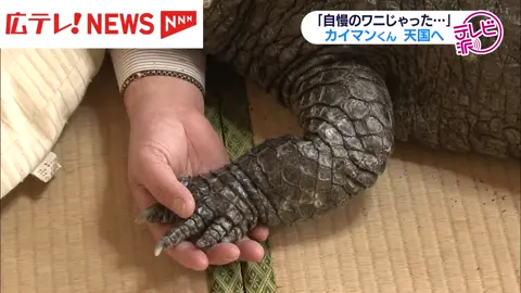 43年連れ添った飼い主が涙･･･ ワニのカイマンくん死ぬ　広島・呉市 01