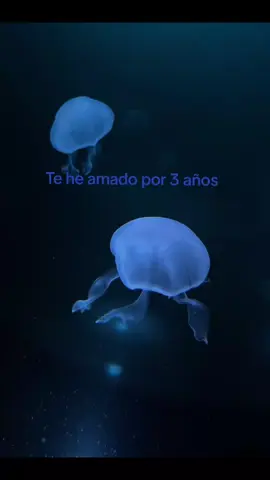 Y te seguire amando. #textoazul #viral_video #Guille's#loamo #fyp #fyp 