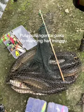 #castingfishing🎣 #foryourpage #anglerindonesia #masukberanda #fyppppppppppppppppppppppp 