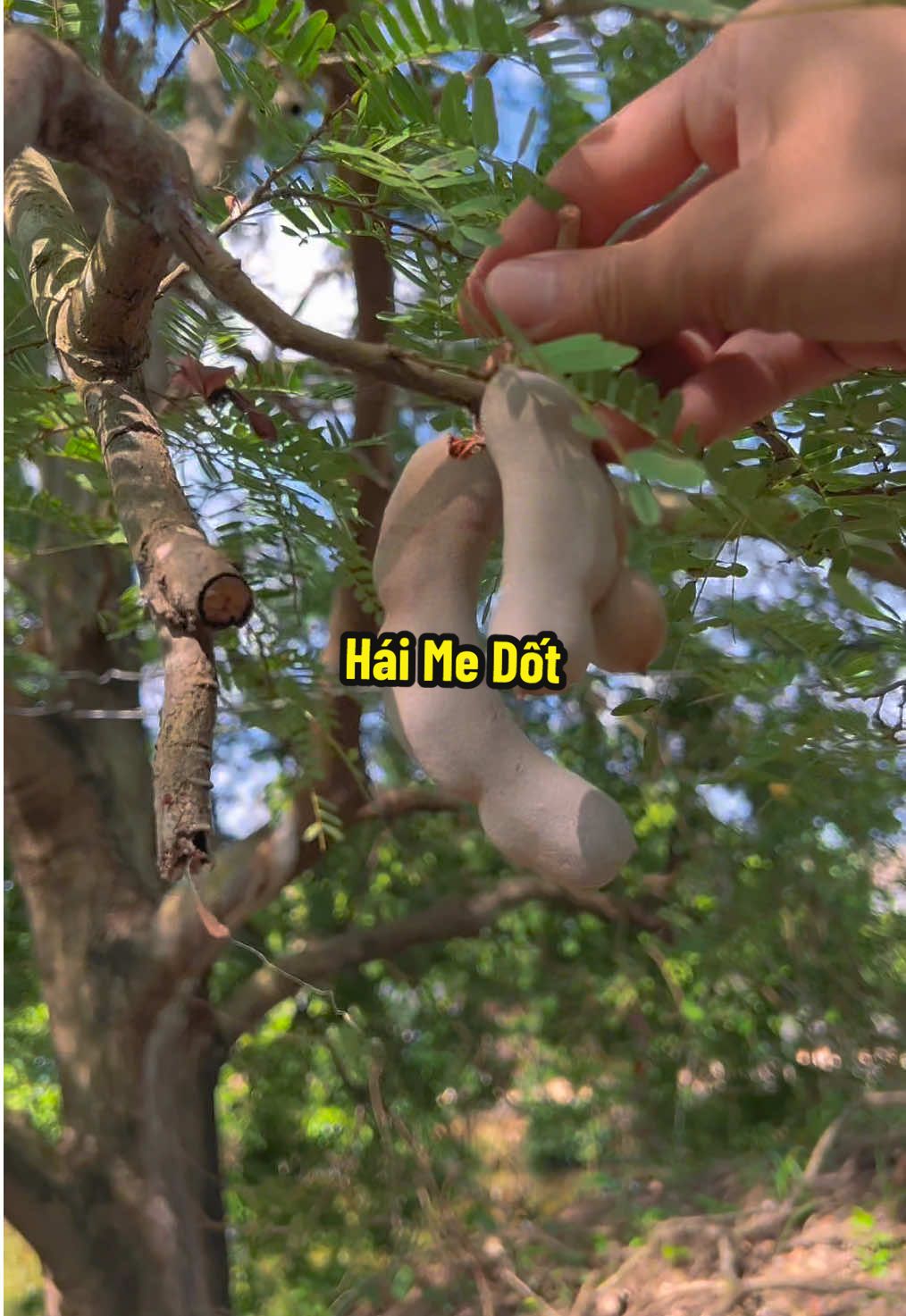 Đi Về Ngoại Hái Me Dốt #hienonha 