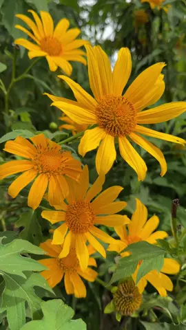 Hoa Dã Quỳ #hoadaquy #hoadaquy2025 #ninhmiennui #binhyen #dalat 