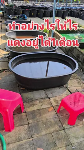 #นครสวรรค์เขื่อนแม่วงก์ #อาจารย์น้อย #พี่ภรณ์คนสวยๆ #ปลากัดสวยงาม #ไรแดงน้ำใส 