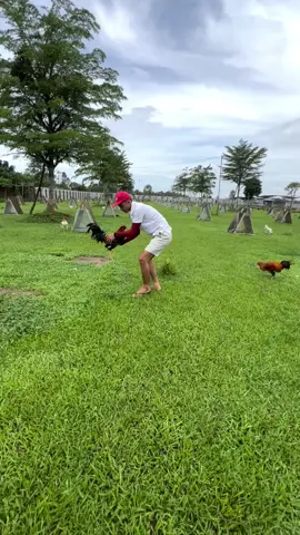 Gà đá phải chăm chút các bác ạ