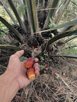 🔥#sawitontiktok🌴🌴#sawitontiktok#sawitsumatraindonesia🌴🌴🌴#fyp 