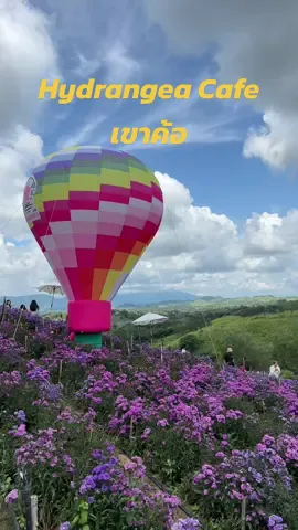 🌷อากาศเย็นสบายกับทุ่งดอกไม้#อากาศหนาว #ลานกางเต็นท์ #เที่ยวภูทับเบิก🌿🏕🏔 #เที่ยวเขาค้อ #ไฮเดรนเยียคาเฟ่เขาค้อ 
