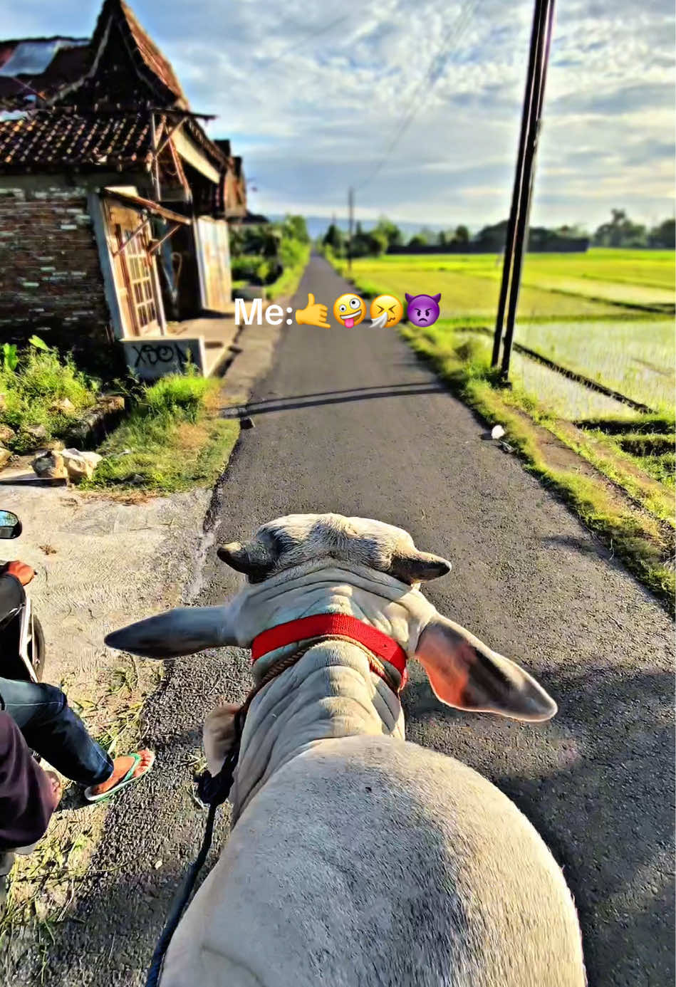 Tapi semuanya dusta  musik lek tot tot tot tot#masriii #sapi #fypシ゚ #tren #sapiviral #sapijumbo #peternaksapiindonesia #sapitunggang #bantul #sobatngaret #peternaksapiindonesia🇲🇨 